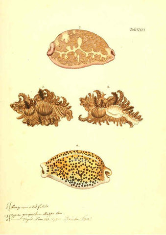 Reproducción/Reproduction 6096081927: Vergnügen der Augen und des Gemüths. v.2 atlas. [Nuremberg :1757