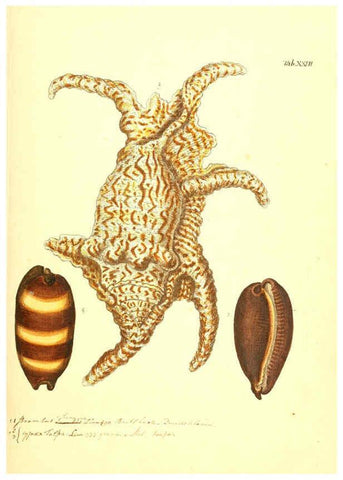 Reproducción/Reproduction 6096626562: Vergnügen der Augen und des Gemüths. v.2 atlas. [Nuremberg :1757