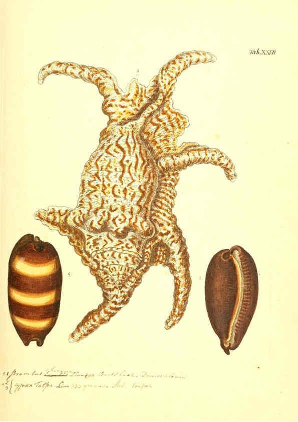 Reproducción/Reproduction 6096626562: Vergnügen der Augen und des Gemüths. v.2 atlas. [Nuremberg :1757