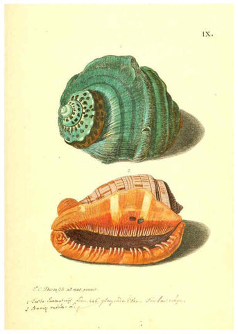 Reproducción/Reproduction 6096085221: Vergnügen der Augen und des Gemüths. v.2 atlas. [Nuremberg :1757