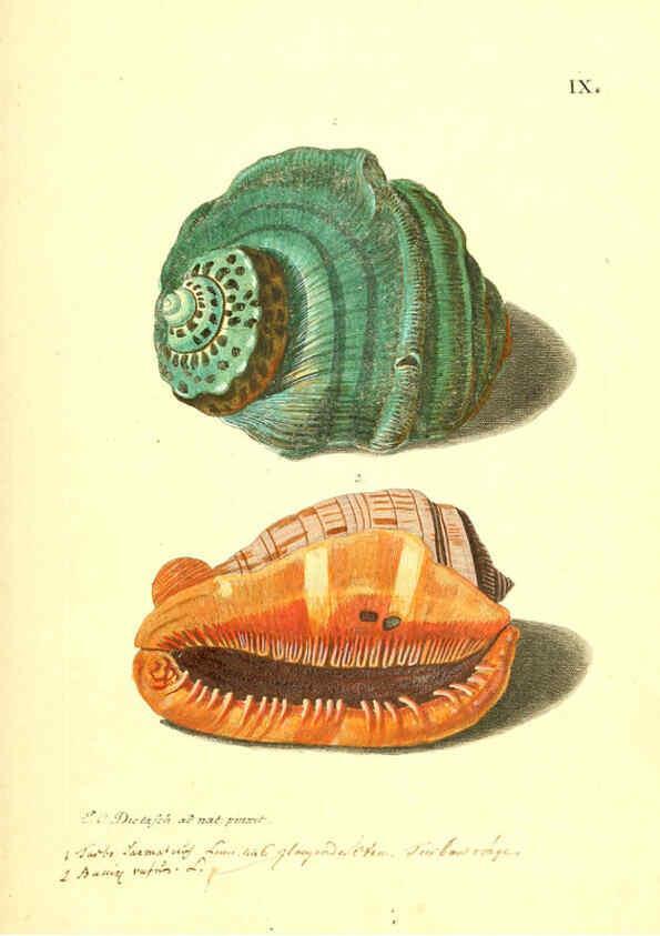 Reproducción/Reproduction 6096085221: Vergnügen der Augen und des Gemüths. v.2 atlas. [Nuremberg :1757