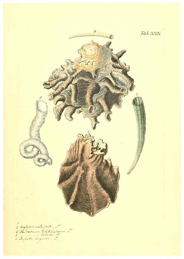 Reproducción/Reproduction 6096627098: Vergnügen der Augen und des Gemüths. v.2 atlas. [Nuremberg :1757