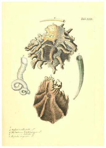 Reproducción/Reproduction 6096627098: Vergnügen der Augen und des Gemüths. v.2 atlas. [Nuremberg :1757
