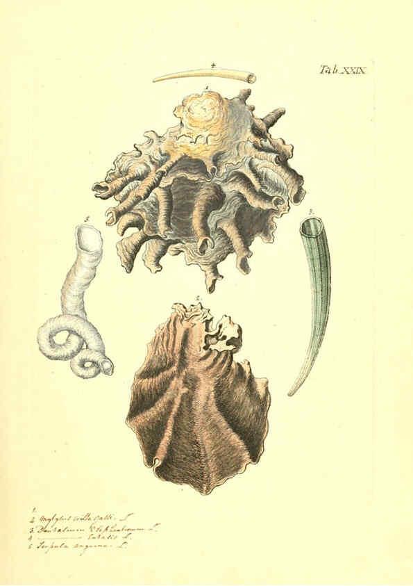 Reproducción/Reproduction 6096627098: Vergnügen der Augen und des Gemüths. v.2 atlas. [Nuremberg :1757