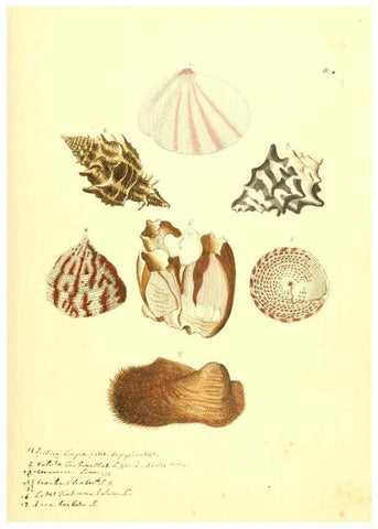 Reproducción/Reproduction 6096083471: Vergnügen der Augen und des Gemüths. v.2 atlas. [Nuremberg :1757
