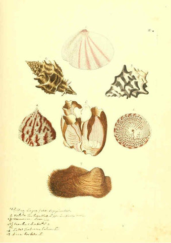 Reproducción/Reproduction 6096083471: Vergnügen der Augen und des Gemüths. v.2 atlas. [Nuremberg :1757