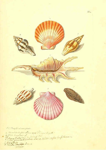 Reproducción/Reproduction 6096083695: Vergnügen der Augen und des Gemüths. v.2 atlas. [Nuremberg :1757