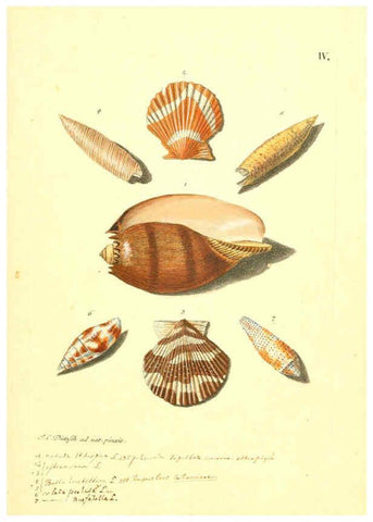 Reproducción/Reproduction 6096084005: Vergnügen der Augen und des Gemüths. v.2 atlas. [Nuremberg :1757