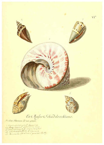 Reproducción/Reproduction 6096628986: Vergnügen der Augen und des Gemüths. v.2 atlas. [Nuremberg :1757