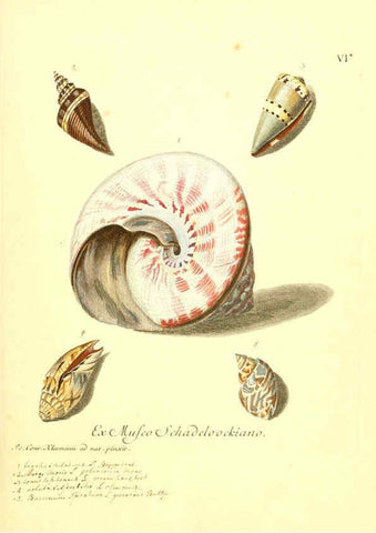 Reproducción/Reproduction 6096628986: Vergnügen der Augen und des Gemüths. v.2 atlas. [Nuremberg :1757