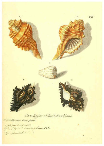 Reproducción/Reproduction 6096629188: Vergnügen der Augen und des Gemüths. v.2 atlas. [Nuremberg :1757