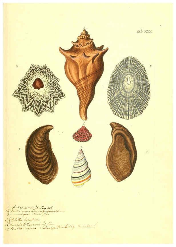 Reproducción/Reproduction 6096082985: Vergnügen der Augen und des Gemüths. v.2 atlas. [Nuremberg :1757