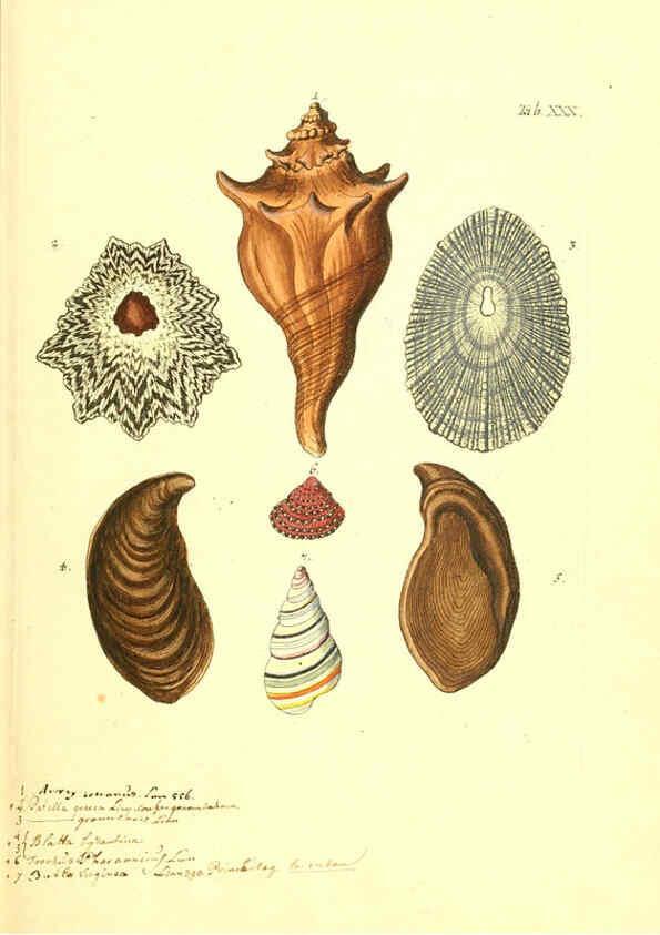 Reproducción/Reproduction 6096082985: Vergnügen der Augen und des Gemüths. v.2 atlas. [Nuremberg :1757