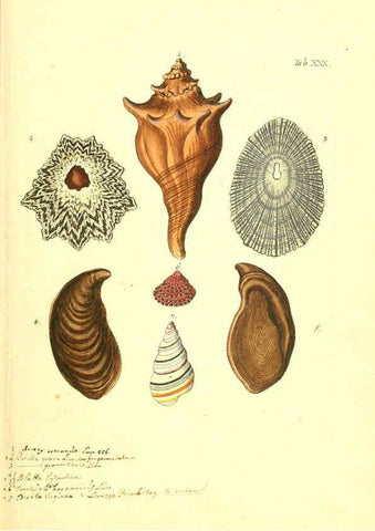 Reproducción/Reproduction 6096082985: Vergnügen der Augen und des Gemüths. v.2 atlas. [Nuremberg :1757