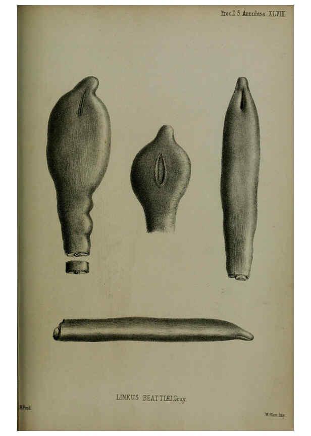 Reproducción/Reproduction 6139786231: Proceedings of the Zoological Society of London. 1856 London :Academic Press, [etc.],1833-1965