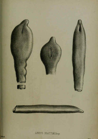 Reproducción/Reproduction 6139786231: Proceedings of the Zoological Society of London. 1856 London :Academic Press, [etc.],1833-1965
