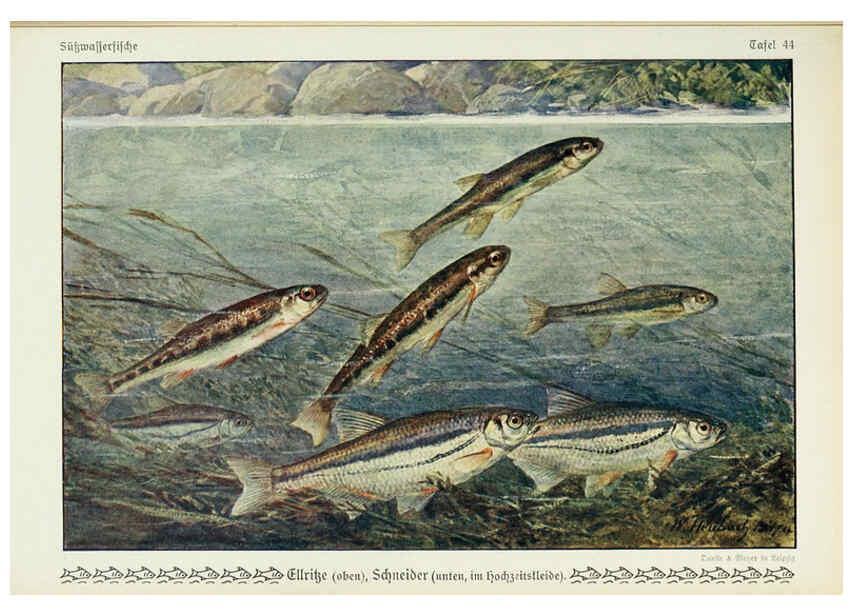 Reproducción/Reproduction 6102605605: Unsere Süßwasserfische Leipzig :Quelle & Meyer,1913