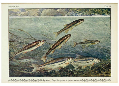 Reproducción/Reproduction 6102605605: Unsere Süßwasserfische Leipzig :Quelle & Meyer,1913