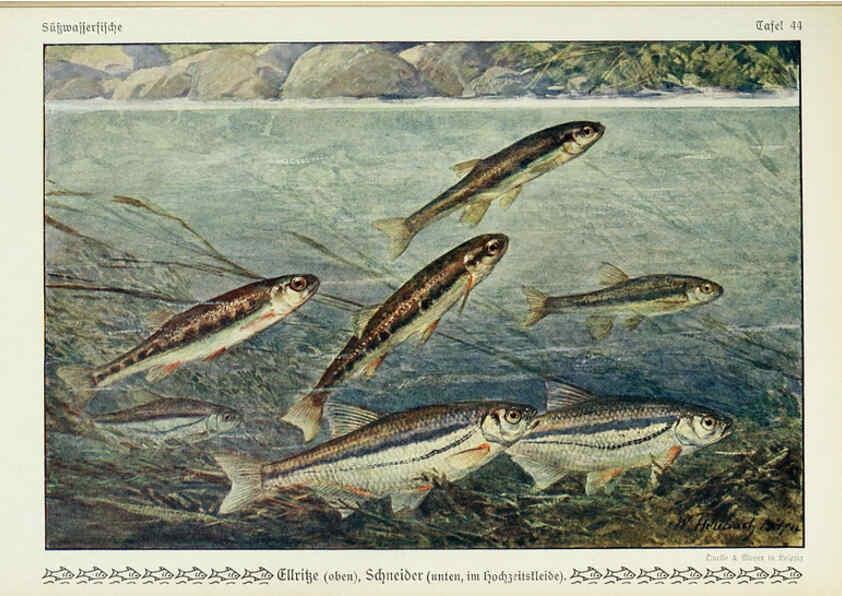 Reproducción/Reproduction 6102605605: Unsere Süßwasserfische Leipzig :Quelle & Meyer,1913