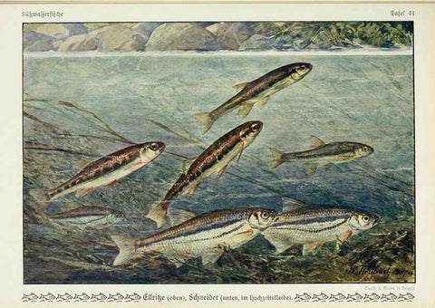 Reproducción/Reproduction 6102605605: Unsere Süßwasserfische Leipzig :Quelle & Meyer,1913