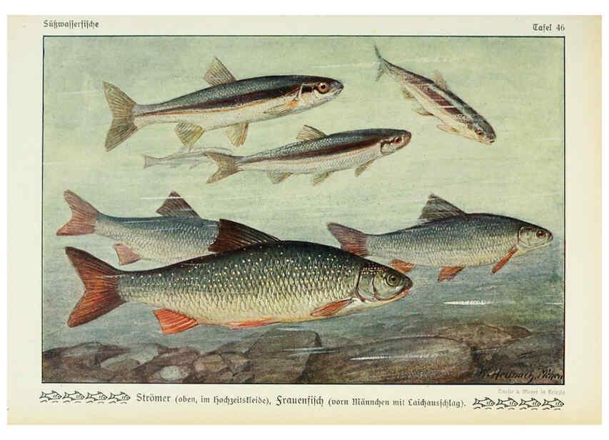 Reproducción/Reproduction 6102605969: Unsere Süßwasserfische Leipzig :Quelle & Meyer,1913
