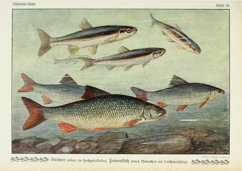 Reproducción/Reproduction 6102605969: Unsere Süßwasserfische Leipzig :Quelle & Meyer,1913