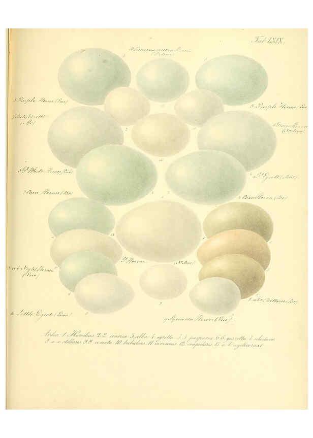 Reproducción/Reproduction 6105649535: Zur Fortpflanzungsgeschichte der gesammten Vögel Dresden,[1856?]