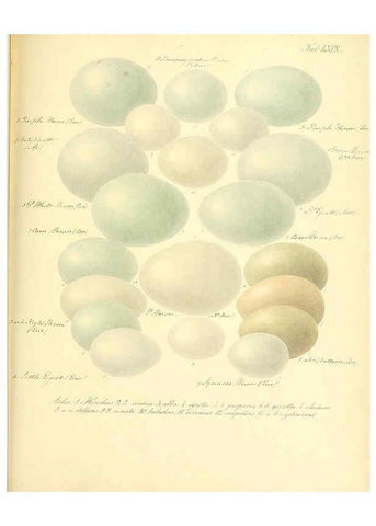 Reproducción/Reproduction 6105649535: Zur Fortpflanzungsgeschichte der gesammten Vögel Dresden,[1856?]