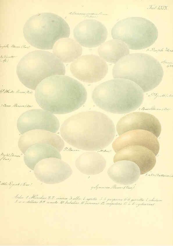 Reproducción/Reproduction 6105649535: Zur Fortpflanzungsgeschichte der gesammten Vögel Dresden,[1856?]