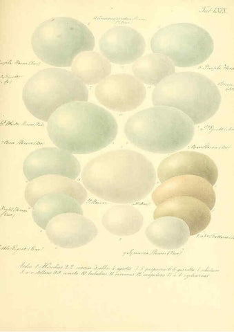 Reproducción/Reproduction 6105649535: Zur Fortpflanzungsgeschichte der gesammten Vögel Dresden,[1856?]