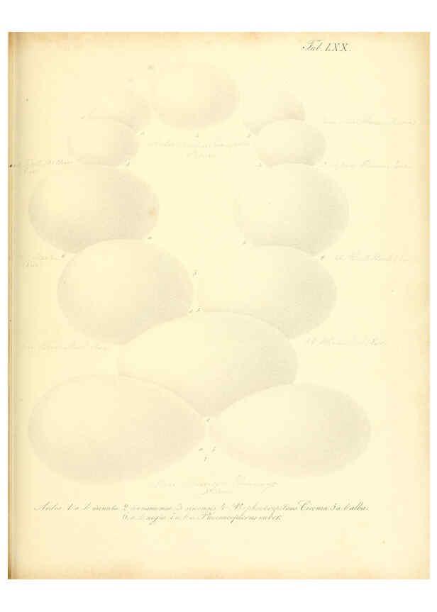 Reproducción/Reproduction 6105649715: Zur Fortpflanzungsgeschichte der gesammten Vögel Dresden,[1856?]