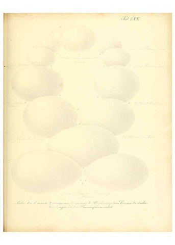 Reproducción/Reproduction 6105649715: Zur Fortpflanzungsgeschichte der gesammten Vögel Dresden,[1856?]