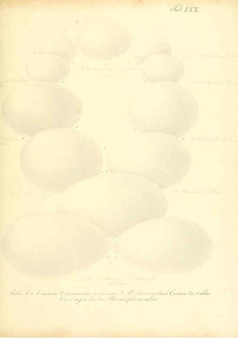 Reproducción/Reproduction 6105649715: Zur Fortpflanzungsgeschichte der gesammten Vögel Dresden,[1856?]