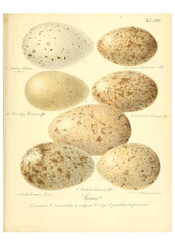 Reproducción/Reproduction 6105649841: Zur Fortpflanzungsgeschichte der gesammten Vögel Dresden,[1856?]