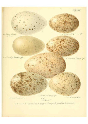 Reproducción/Reproduction 6105649841: Zur Fortpflanzungsgeschichte der gesammten Vögel Dresden,[1856?]