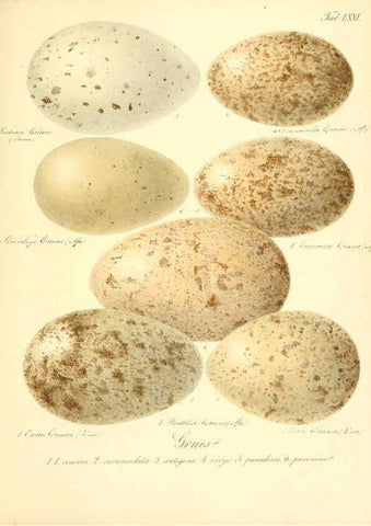 Reproducción/Reproduction 6105649841: Zur Fortpflanzungsgeschichte der gesammten Vögel Dresden,[1856?]