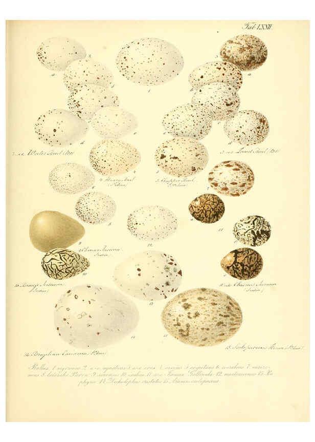 Reproducción/Reproduction 6106194240: Zur Fortpflanzungsgeschichte der gesammten Vögel Dresden,[1856?]