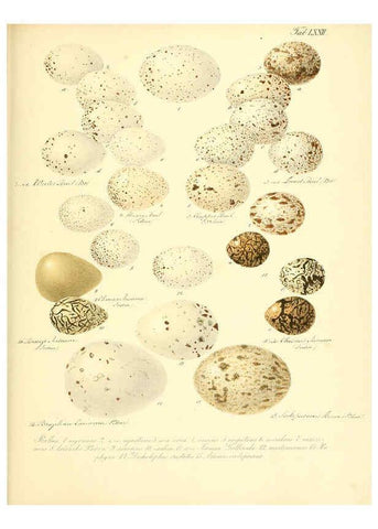 Reproducción/Reproduction 6106194240: Zur Fortpflanzungsgeschichte der gesammten Vögel Dresden,[1856?]