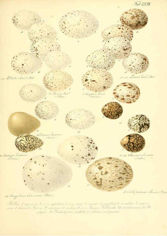 Reproducción/Reproduction 6106194240: Zur Fortpflanzungsgeschichte der gesammten Vögel Dresden,[1856?]