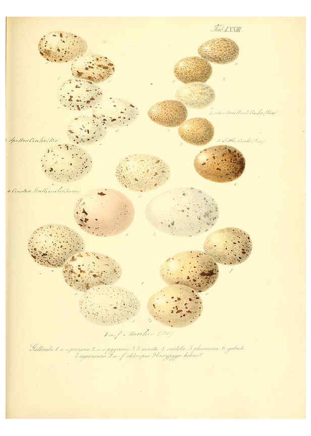 Reproducción/Reproduction 6106194372: Zur Fortpflanzungsgeschichte der gesammten Vögel Dresden,[1856?]