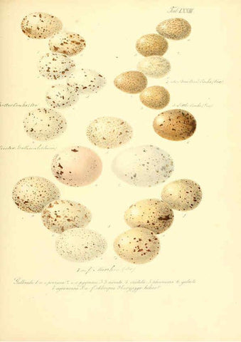 Reproducción/Reproduction 6106194372: Zur Fortpflanzungsgeschichte der gesammten Vögel Dresden,[1856?]