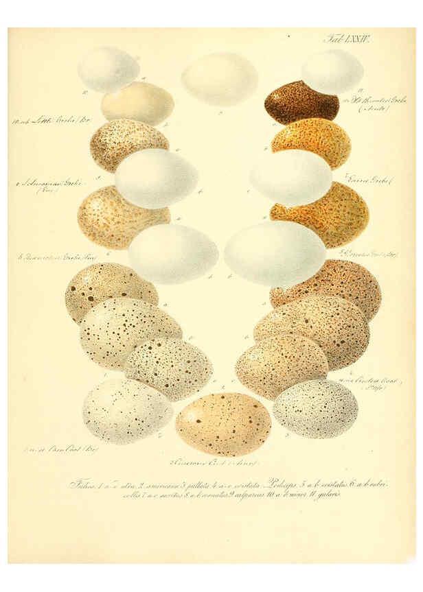 Reproducción/Reproduction 6106194558: Zur Fortpflanzungsgeschichte der gesammten Vögel Dresden,[1856?]