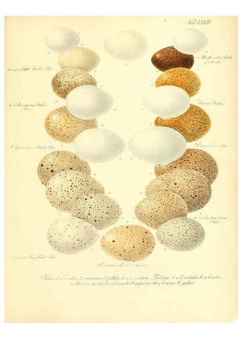 Reproducción/Reproduction 6106194558: Zur Fortpflanzungsgeschichte der gesammten Vögel Dresden,[1856?]