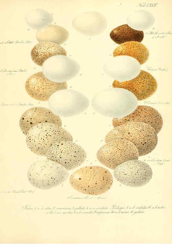 Reproducción/Reproduction 6106194558: Zur Fortpflanzungsgeschichte der gesammten Vögel Dresden,[1856?]