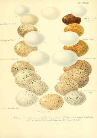 Reproducción/Reproduction 6106194558: Zur Fortpflanzungsgeschichte der gesammten Vögel Dresden,[1856?]