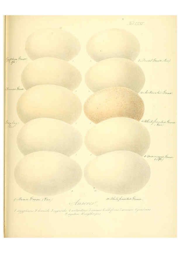 Reproducción/Reproduction 6105650473: Zur Fortpflanzungsgeschichte der gesammten Vögel Dresden,[1856?]