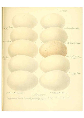 Reproducción/Reproduction 6105650473: Zur Fortpflanzungsgeschichte der gesammten Vögel Dresden,[1856?]
