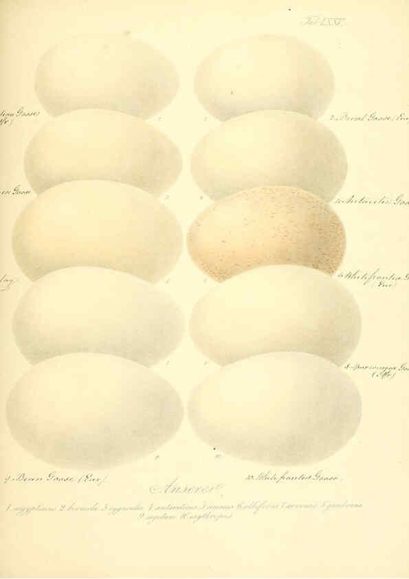 Reproducción/Reproduction 6105650473: Zur Fortpflanzungsgeschichte der gesammten Vögel Dresden,[1856?]