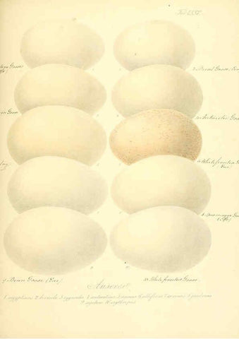 Reproducción/Reproduction 6105650473: Zur Fortpflanzungsgeschichte der gesammten Vögel Dresden,[1856?]