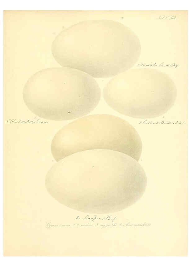Reproducción/Reproduction 6105650801: Zur Fortpflanzungsgeschichte der gesammten Vögel Dresden,[1856?]